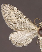 Eupithecia minuta