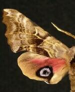 Smerinthus cerisyi
