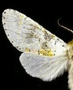 Furcula nivea