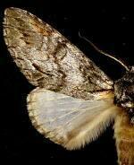 Macrurocampa dorothea