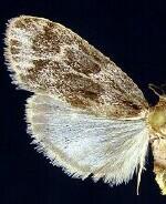 Bruceia hubbardi