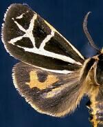 Grammia franconia