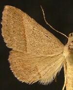 Hemeroplanis obliqualis
