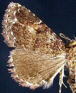 Metalectra richardsi