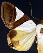 Eulepidotis dominicata