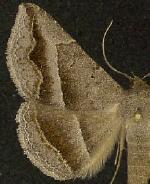 Lesmone griseipennis