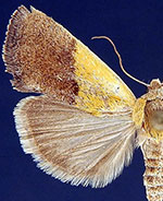 Ponometia bicolorata
