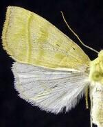 Ipimorpha viridipallida