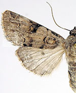 Agrotisia evelinae