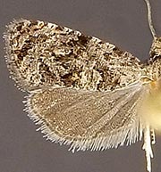 Endothenia microptera