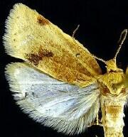 Argyrotaenia dorsalana