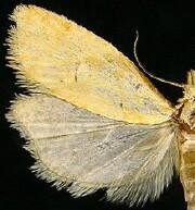 Phtheochroa fulviplicana