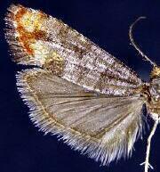 Rhyacionia sp.