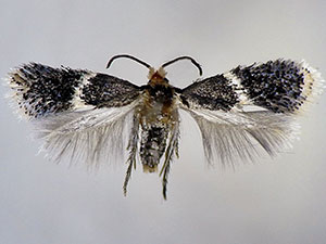 Ectoedemia nyssaefoliella