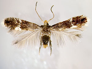 Stigmella procrastinella