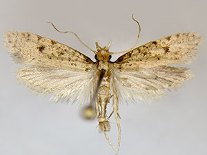 Amydria onagella