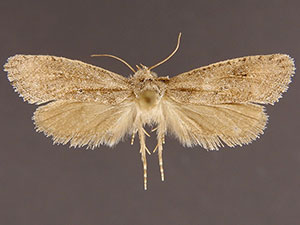 Acrolophus kearfotti