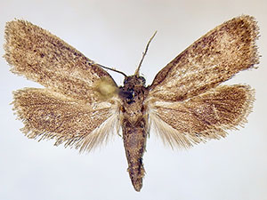Acrolophus spilotus