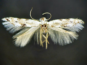 Bucculatrix nigripunctella