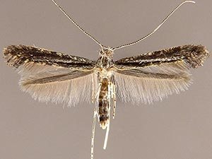 Caloptilia flavimaculella