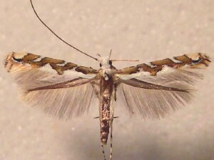 Acrocercops albinatella