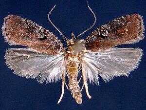 Agonopterix lythrella