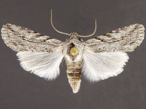 Infralathosea unicornis