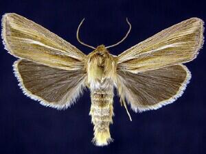 Dargida terrapictalis