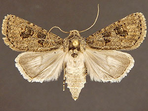 Agrotis rileyana