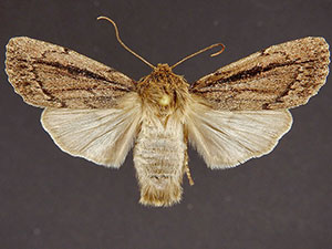 Ufeus plicatus