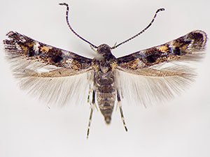 Mompha argentimaculella
