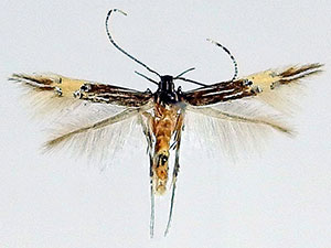 Cosmopterix floridanella