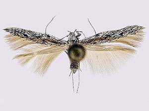 Scythrididae sp.