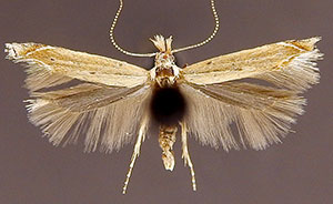 Isophrictis striatella