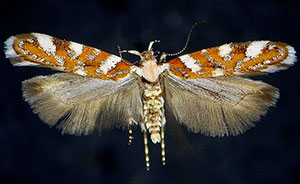 Aristotelia arenella