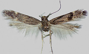Monochroa pullusella