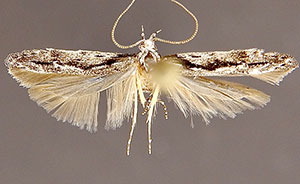 Coleotechnites condignella