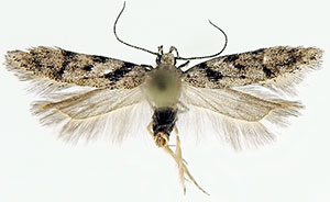 Pseudotelphusa quercinigracella
