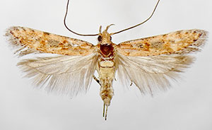 Prolita geniata