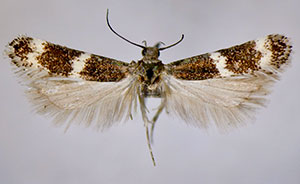 Sriferia fulmenella