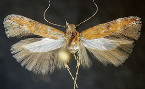 Gnorimoschema sporomochla