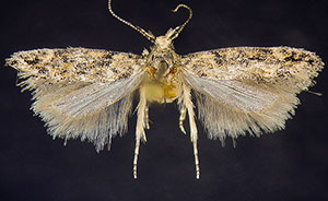 Symmetrischema pallidochrella