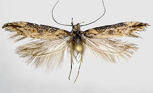 Symmetrischema kendallorum