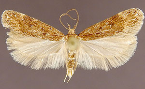 Chionodes permacta