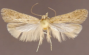 Chionodes whitmanella