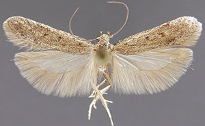 Filatima albicostella