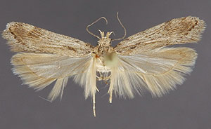 Filatima collinearis