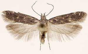 Filatima platyochra