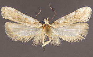 Filatima spinigera