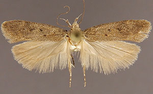 Aroga eriogonella